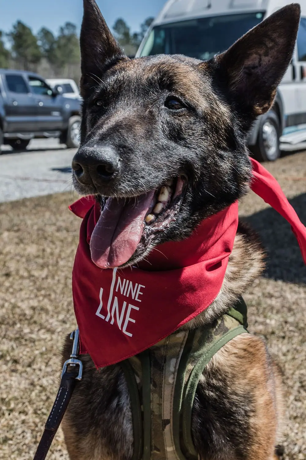 Dropline Dog Bandana 3